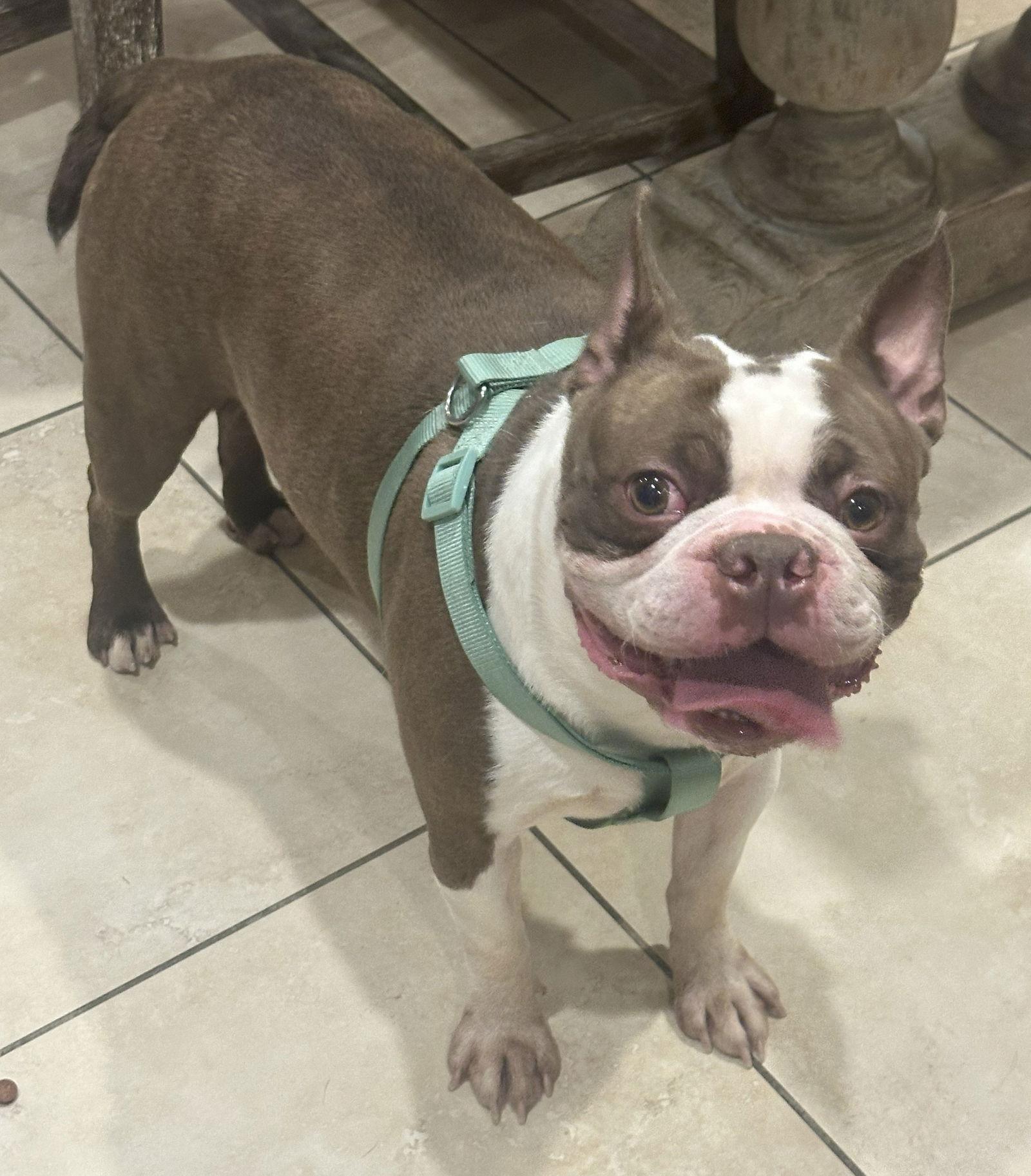 Enlarge Duke, a Adopted Boston Terrier in Scottsdale, AZ image 2/3