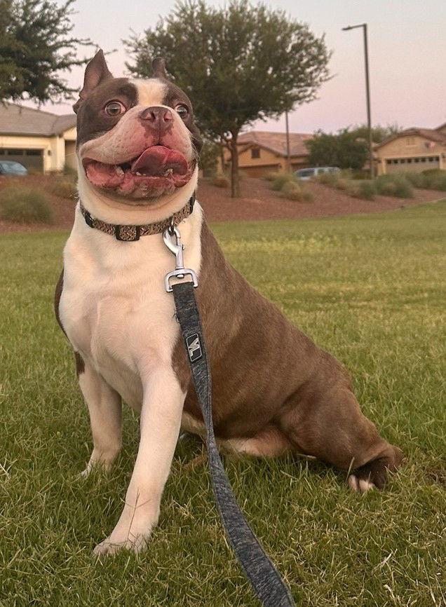 Enlarge Duke, a Adopted Boston Terrier in Scottsdale, AZ image 3/3