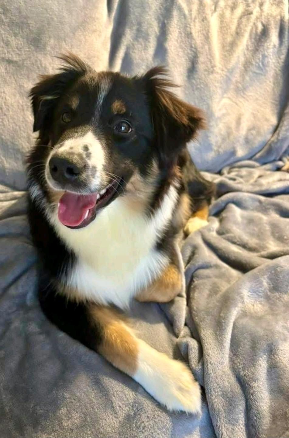 Enlarge Sonny, a ADOPTABLE Australian Shepherd in Hamburg, NY image 4/6