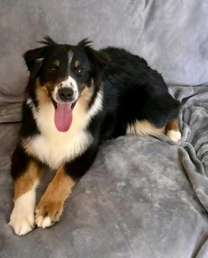 Enlarge Sonny, a ADOPTABLE Australian Shepherd in Hamburg, NY image 6/6