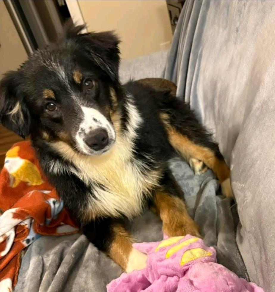 Enlarge Sonny, a ADOPTABLE Australian Shepherd in Hamburg, NY image 3/6