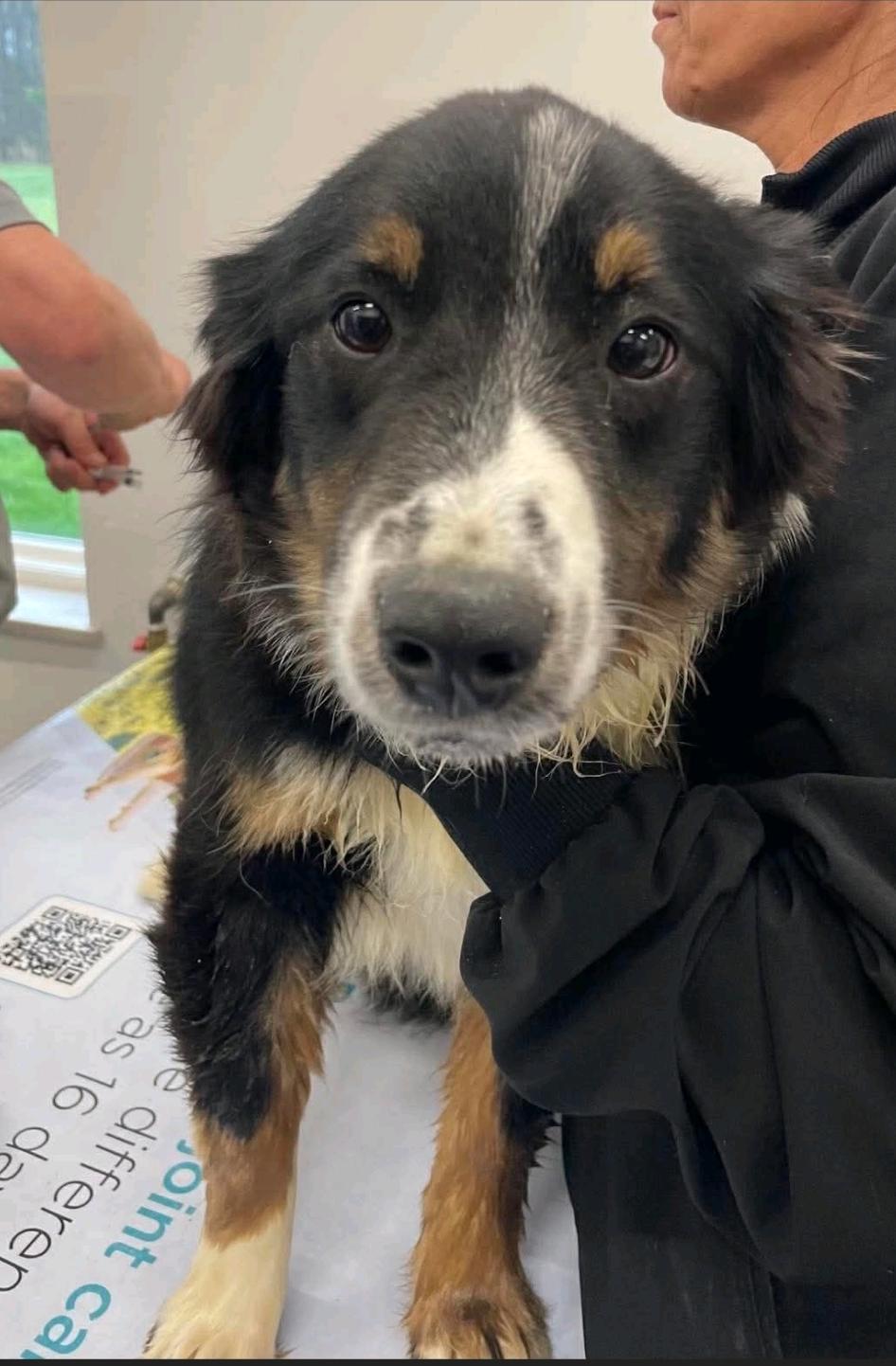 Enlarge Sonny, a ADOPTABLE Australian Shepherd in Hamburg, NY image 5/6