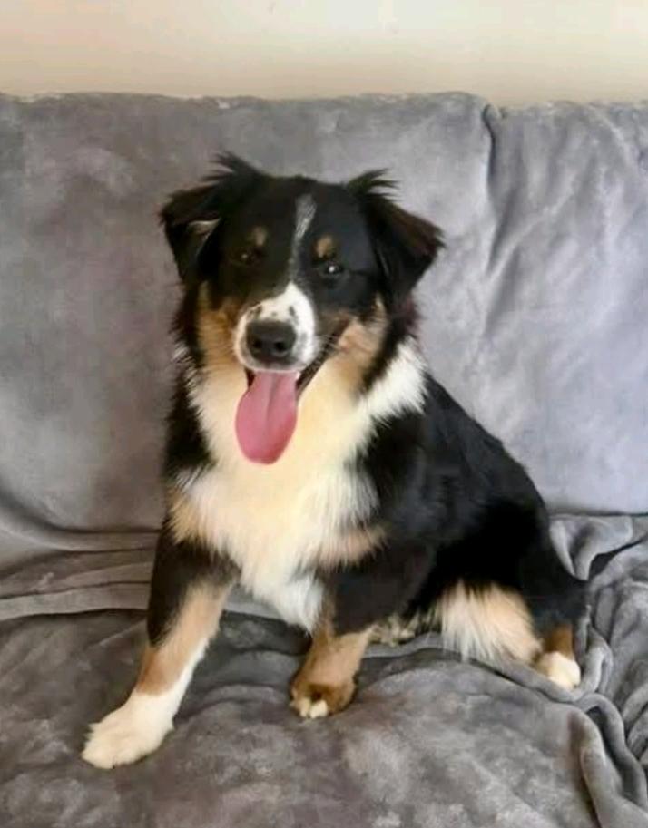 Sonny, ADOPTABLE, Puppy Male Australian Shepherd.