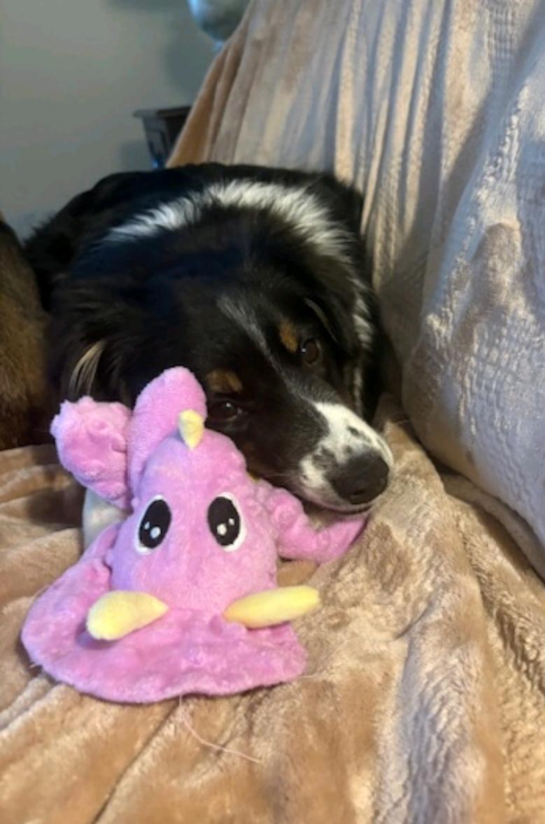 Enlarge Sonny, a ADOPTABLE Australian Shepherd in Hamburg, NY image 2/6