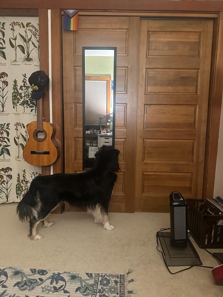 Bear, Adoptable, Young Male Border Collie & Australian Shepherd.