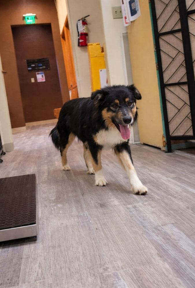 Enlarge Bear, a Adoptable mixed breed in Cortez, CO image 2/6