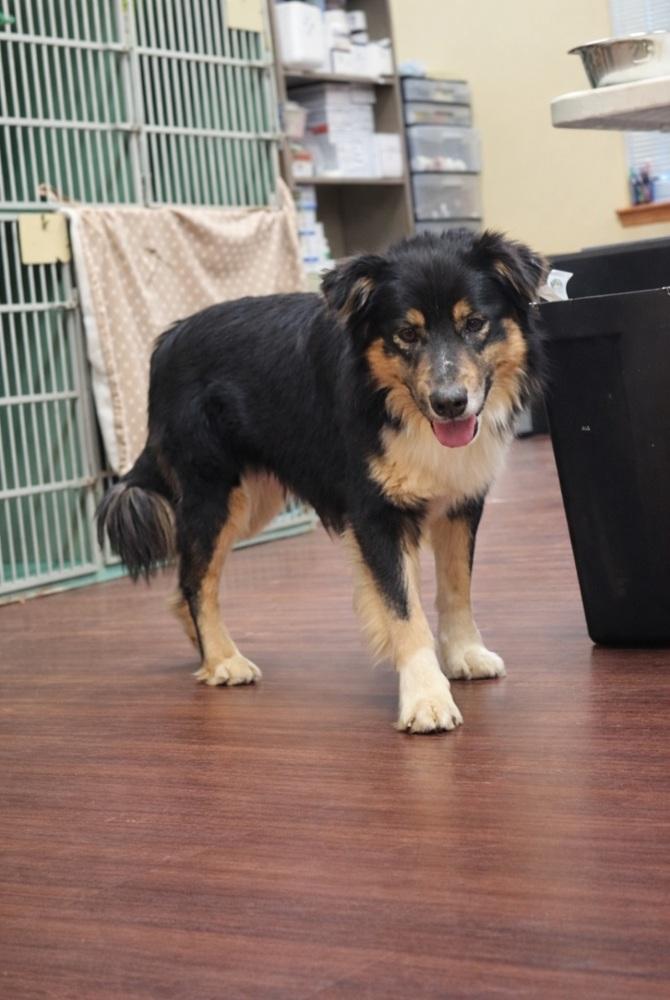 Enlarge Bear, a Adoptable mixed breed in Cortez, CO image 3/6