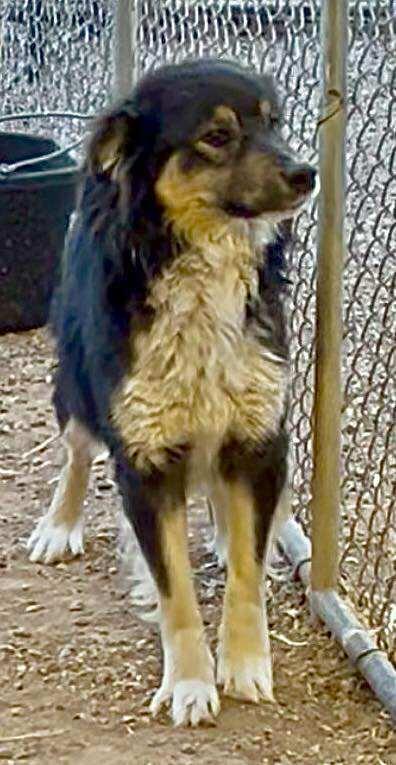 Bear, Adoptable, Young Male Border Collie & Australian Shepherd.
