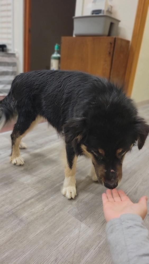 Enlarge Bear, a Adoptable mixed breed in Cortez, CO image 5/6