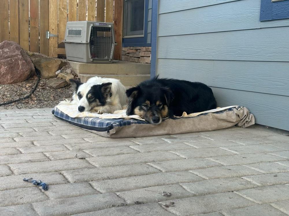 Enlarge Bear, a Adoptable mixed breed in Cortez, CO image 6/6
