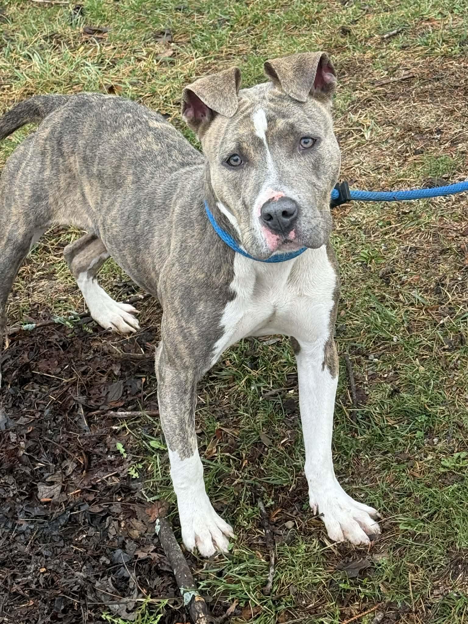 Daisy, ADOPTABLE, Young Female Pit Bull Terrier.