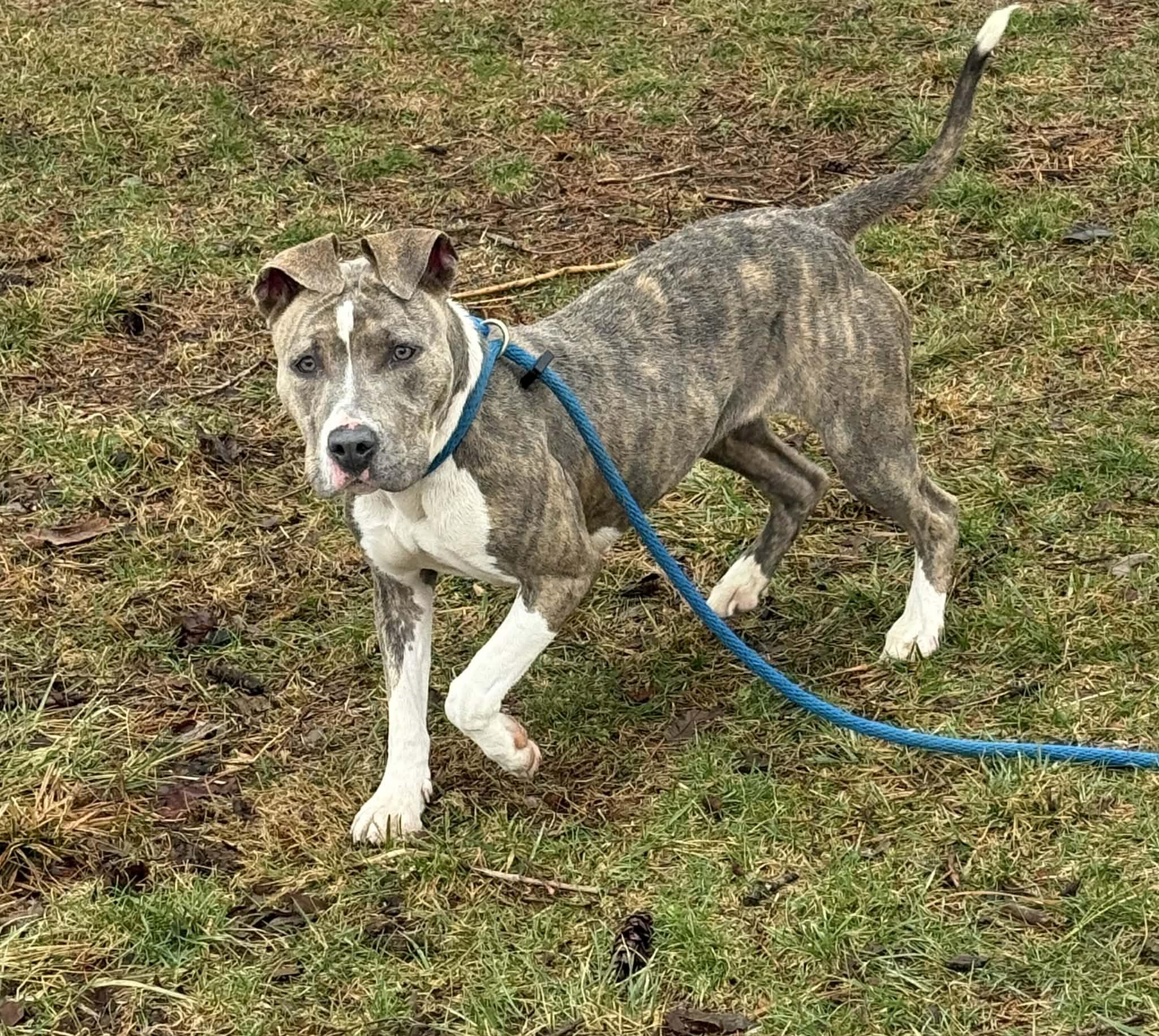 Enlarge Daisy, a ADOPTABLE mixed breed in Springfield, IL image 2/3