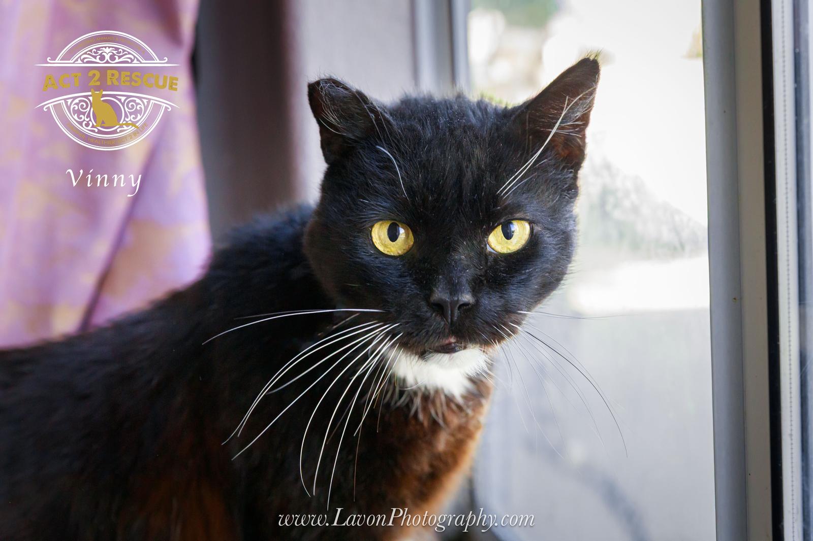 Enlarge Vinny, a Adoptable Domestic Short Hair in Riverside, CA image 2/3