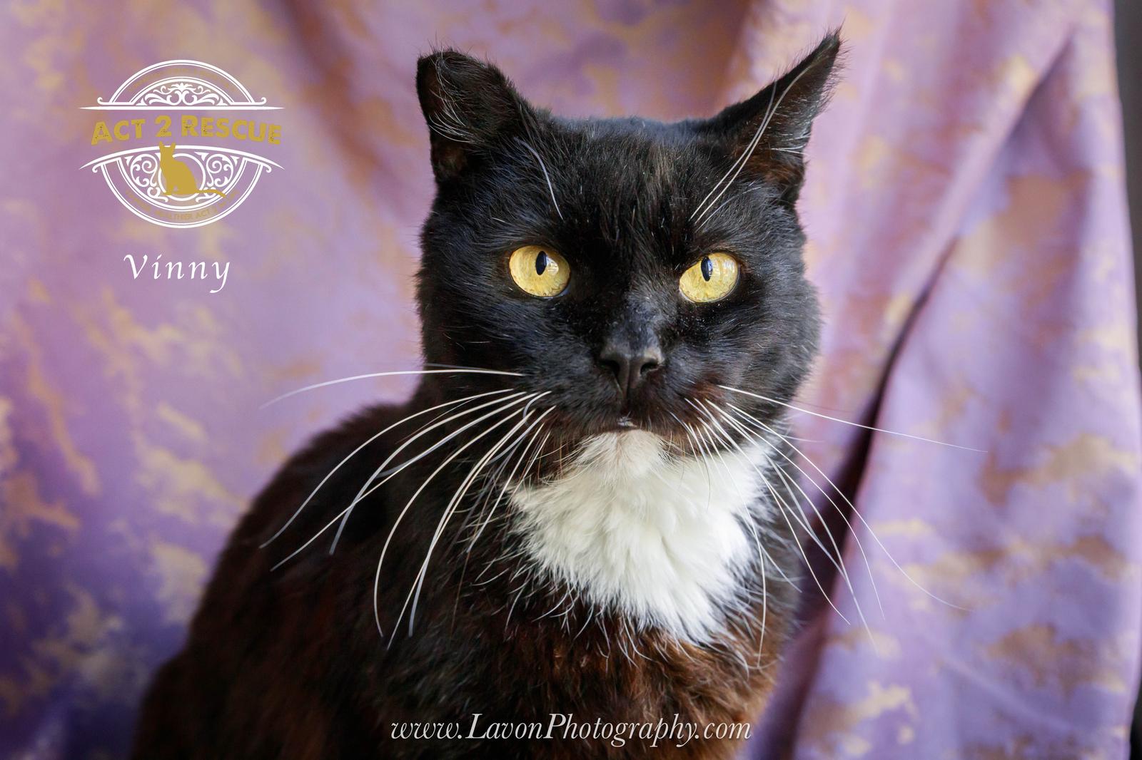 Vinny — thumbnail 3