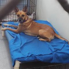 Foxtrot--Adoptable with Bonded Companion, Whiskey