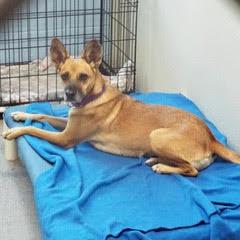 Foxtrot--Adoptable with Bonded Companion, Whiskey