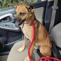 Foxtrot--Adoptable with Bonded Companion, Whiskey