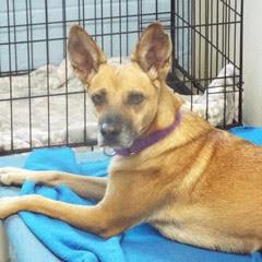 Foxtrot--Adoptable with Bonded Companion, Whiskey