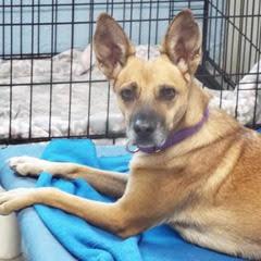 Foxtrot--Adoptable with Bonded Companion, Whiskey