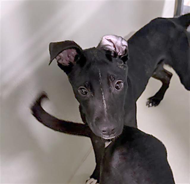 Enlarge Brian - URGENT, a Adoptable mixed breed in Thousand Oaks, CA image 3/3