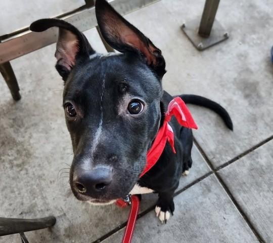 Brian - URGENT, Adoptable, Puppy Male Pit Bull Terrier.