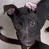 Enlarge Brian - URGENT, a Adoptable mixed breed in Thousand Oaks, CA image 2/3
