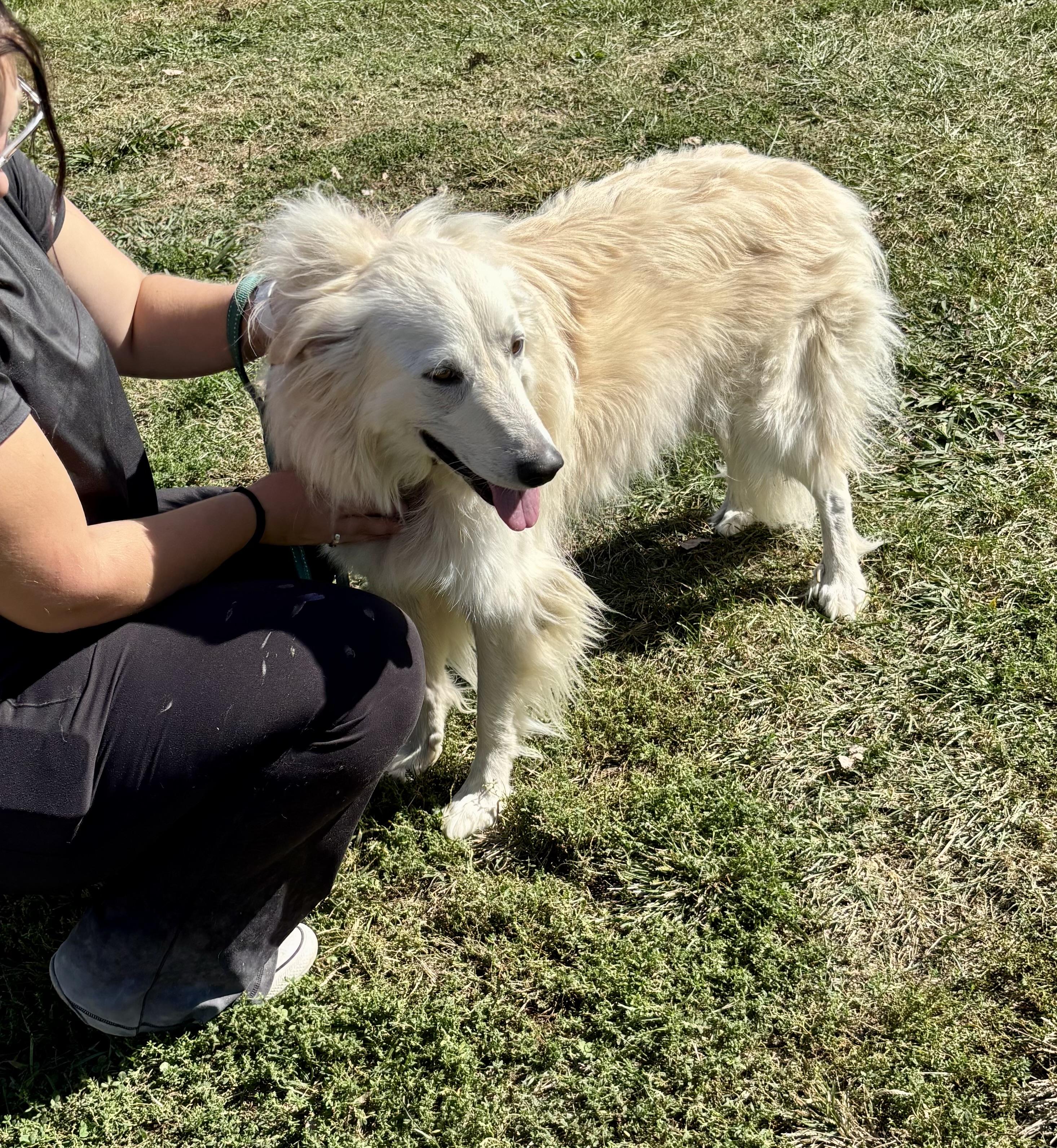 Enlarge LOLA, a Adoptable mixed breed in Owensboro, KY image 2/5