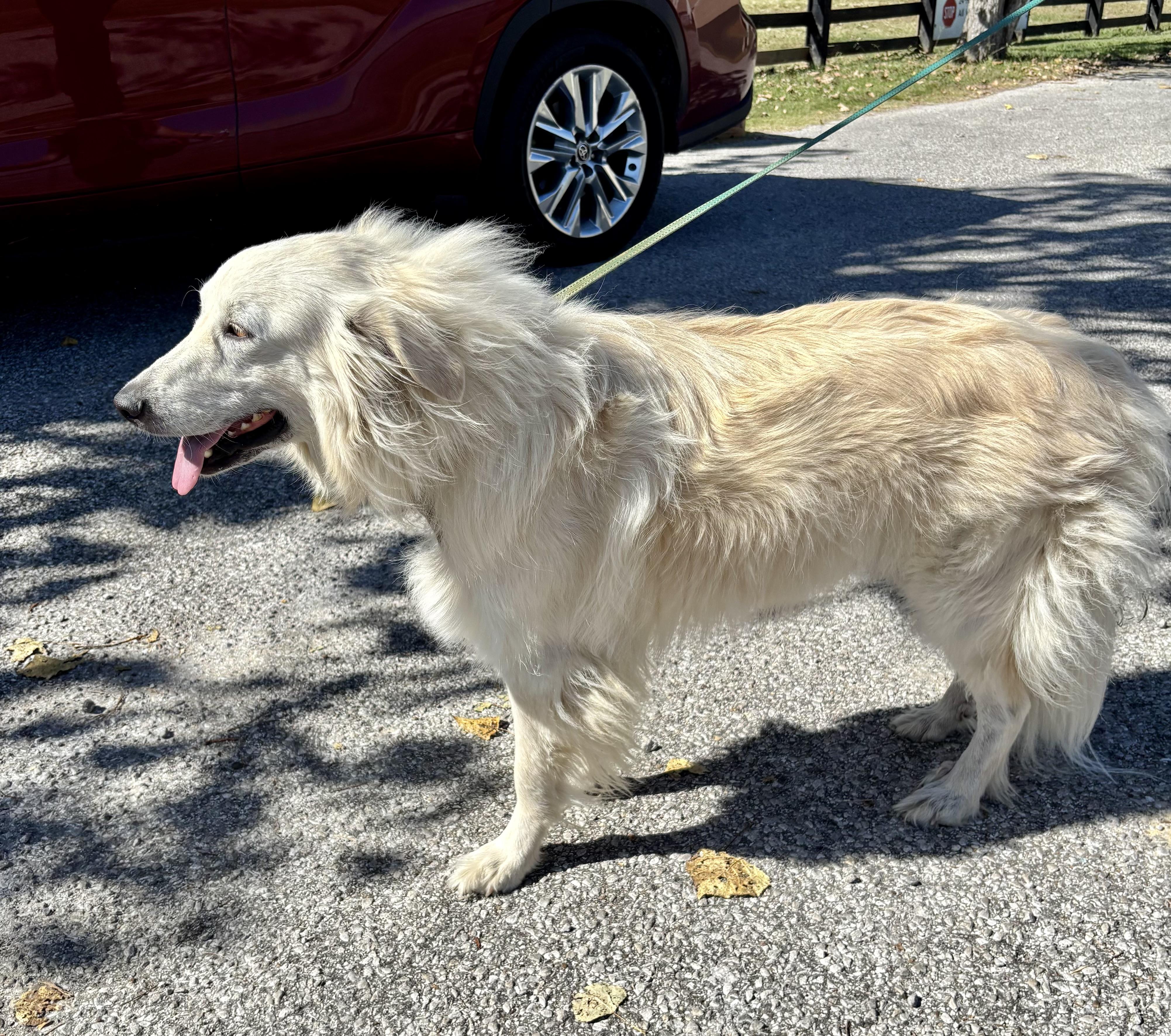 Enlarge LOLA, a Adoptable mixed breed in Owensboro, KY image 4/5