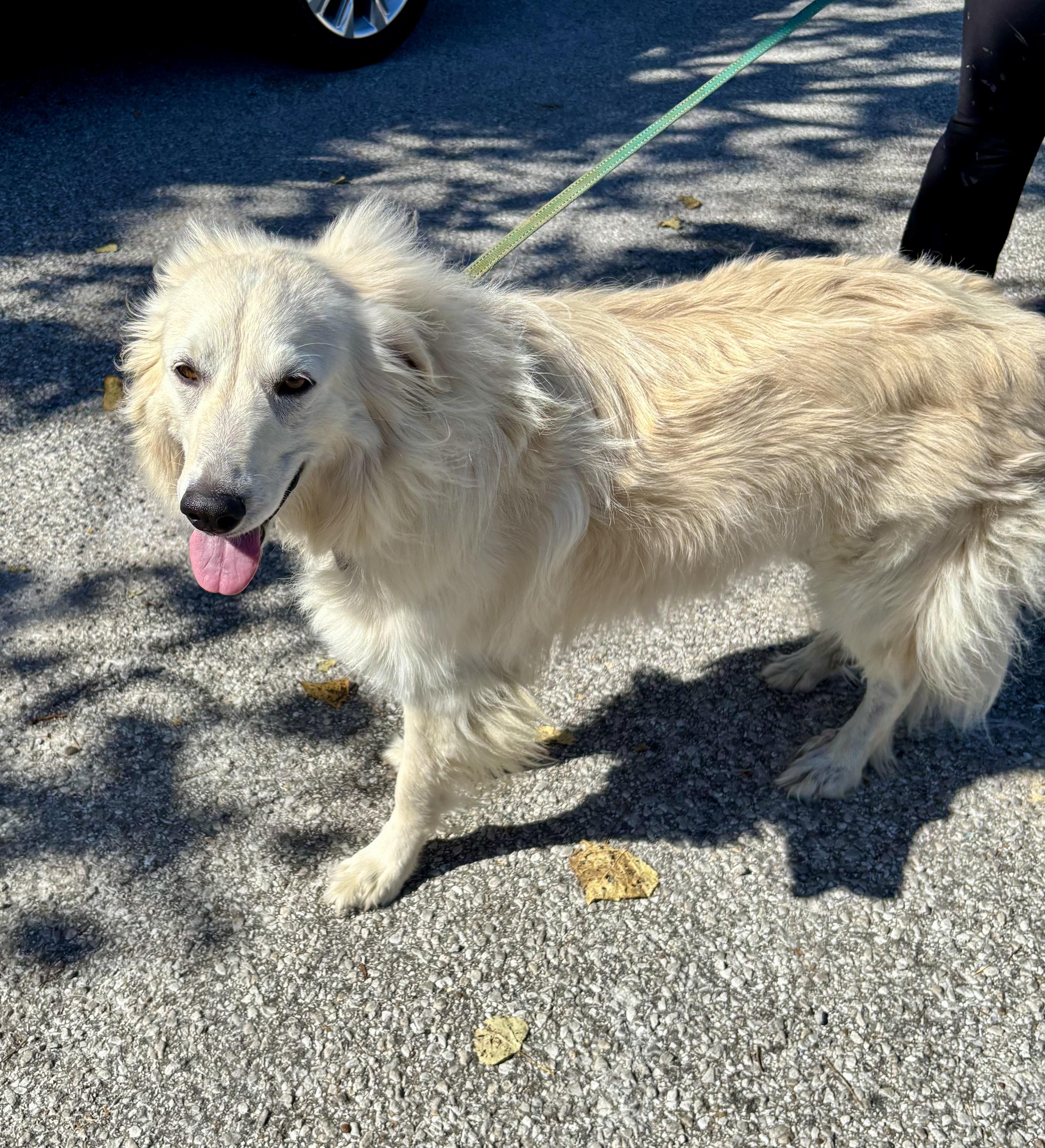 LOLA, Adoptable, Adult Female Great Pyrenees.