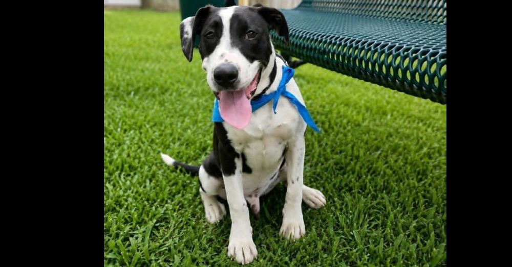 SPARKY, Adoptable, Puppy Male Labrador Retriever.