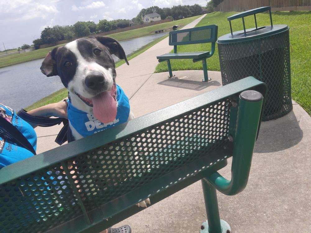 Enlarge SPARKY, a Adoptable mixed breed in Richmond, TX image 2/4