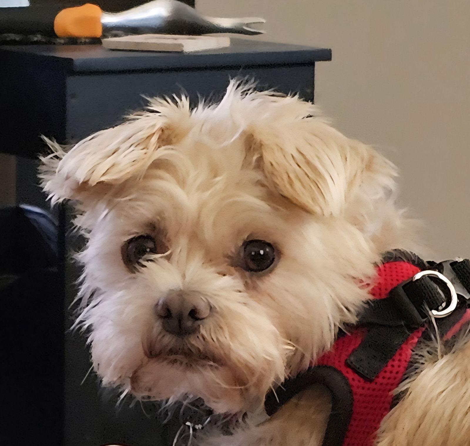 Stella -OS, Adopted, Adult Female Shih Tzu & Terrier.