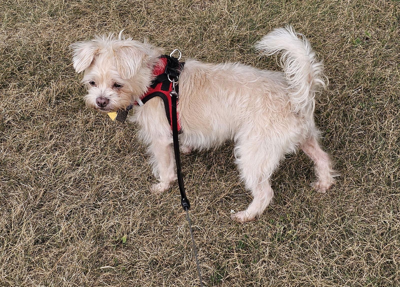 Enlarge Stella -OS, a Adopted mixed breed in Pataskala, OH image 2/3