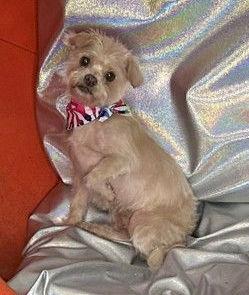 Enlarge Stella -OS, a Adopted mixed breed in Pataskala, OH image 3/3