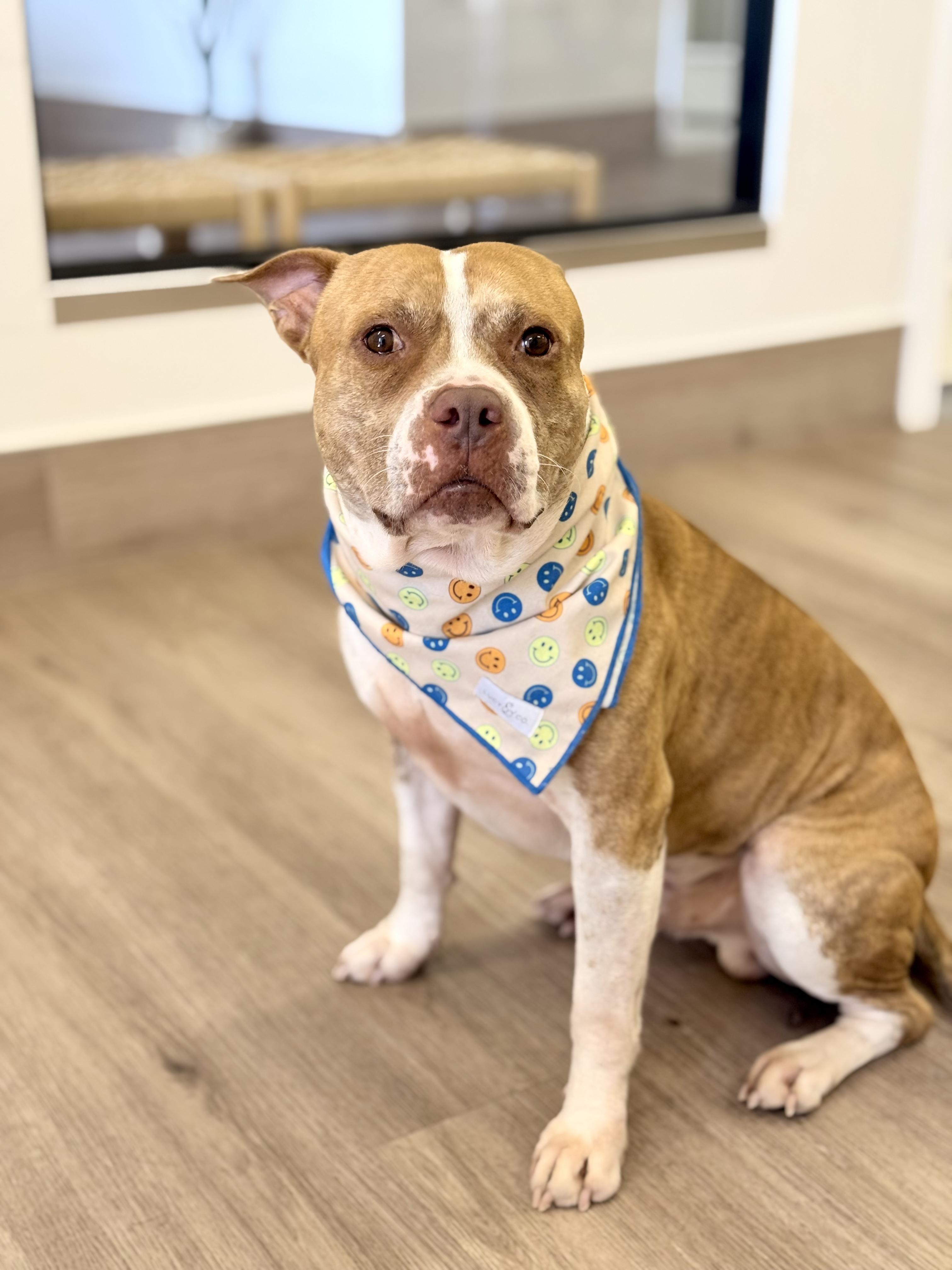 Enlarge Lance, a ADOPTABLE mixed breed in Scottsdale, AZ image 5/6