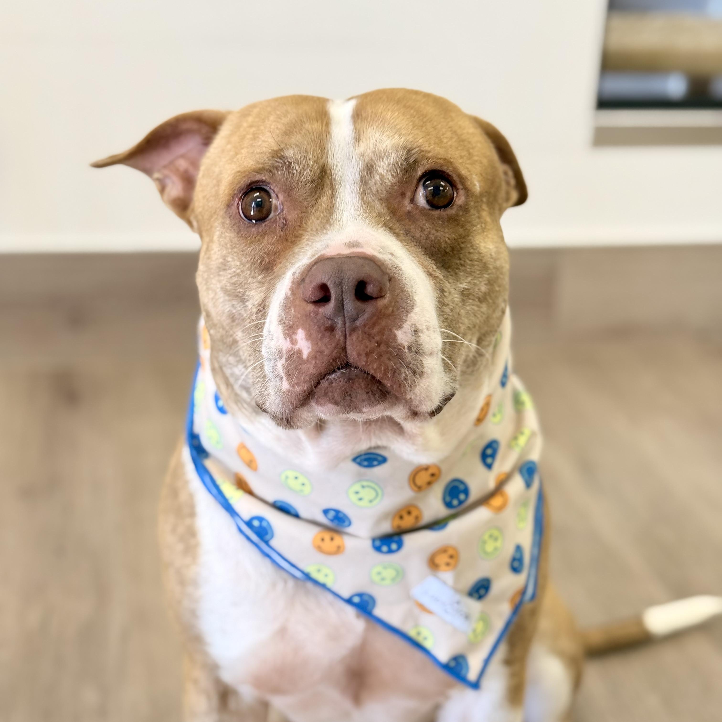 Enlarge Lance, a ADOPTABLE mixed breed in Scottsdale, AZ image 1/6