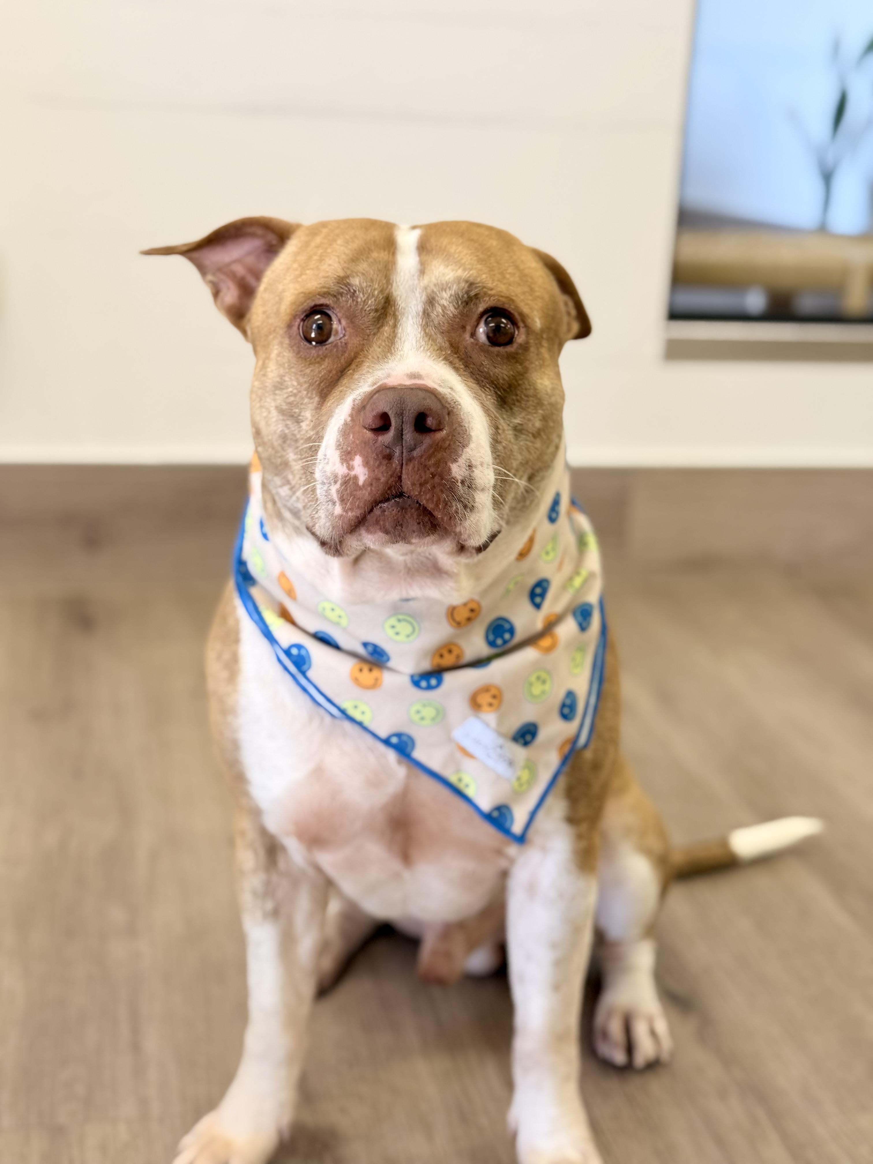 Enlarge Lance, a ADOPTABLE mixed breed in Scottsdale, AZ image 2/6
