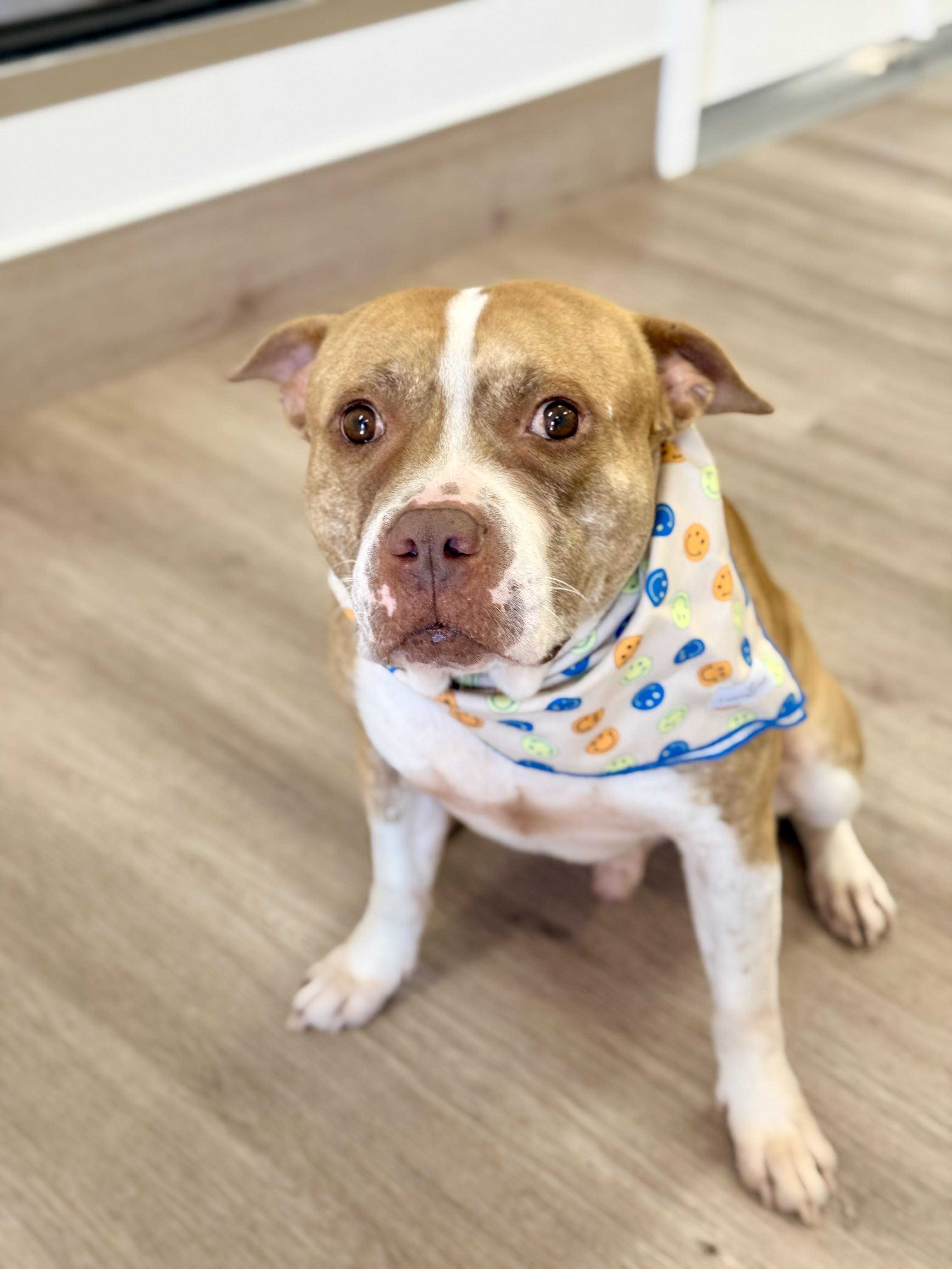 Enlarge Lance, a ADOPTABLE mixed breed in Scottsdale, AZ image 6/6