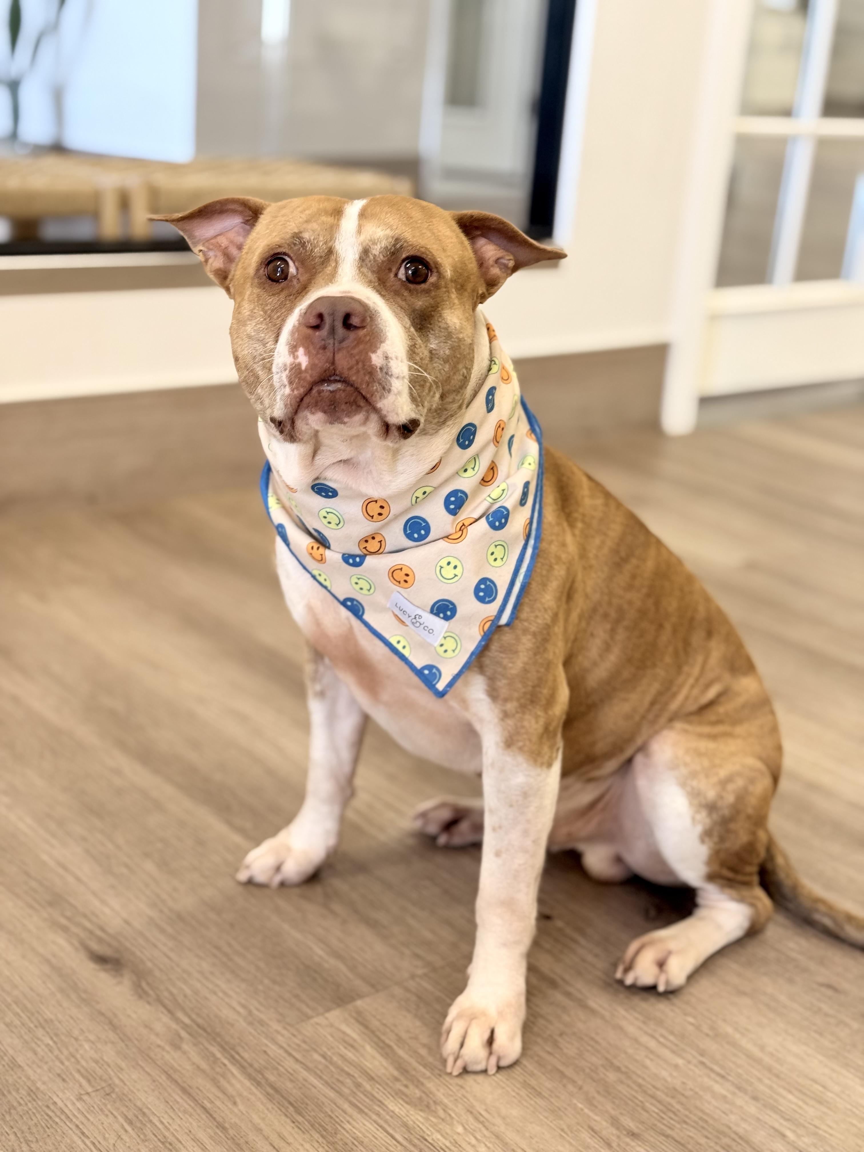 Enlarge Lance, a ADOPTABLE mixed breed in Scottsdale, AZ image 3/6