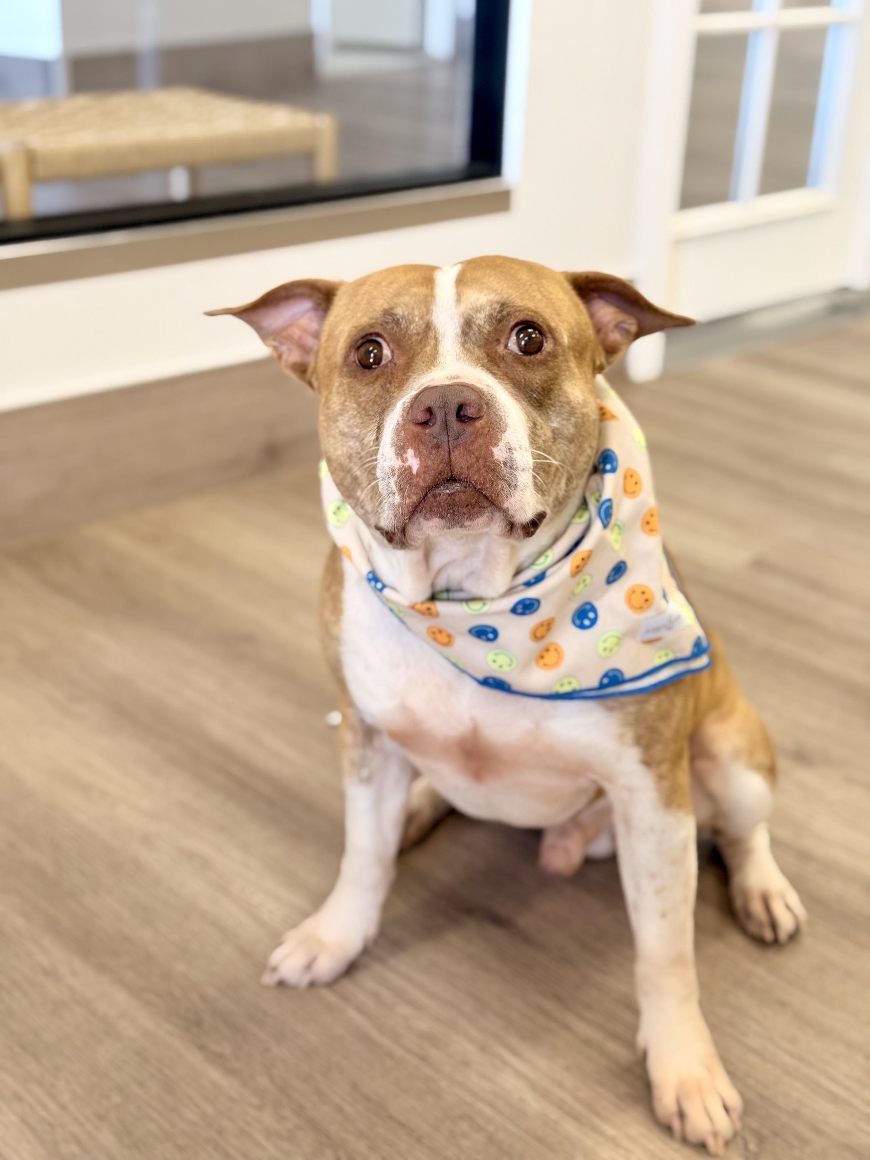 Enlarge Lance, a ADOPTABLE mixed breed in Scottsdale, AZ image 4/6