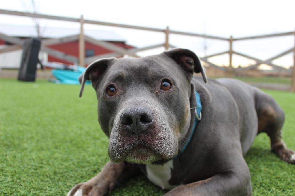 Beluga, Adoptable, Senior Male Pit Bull Terrier.