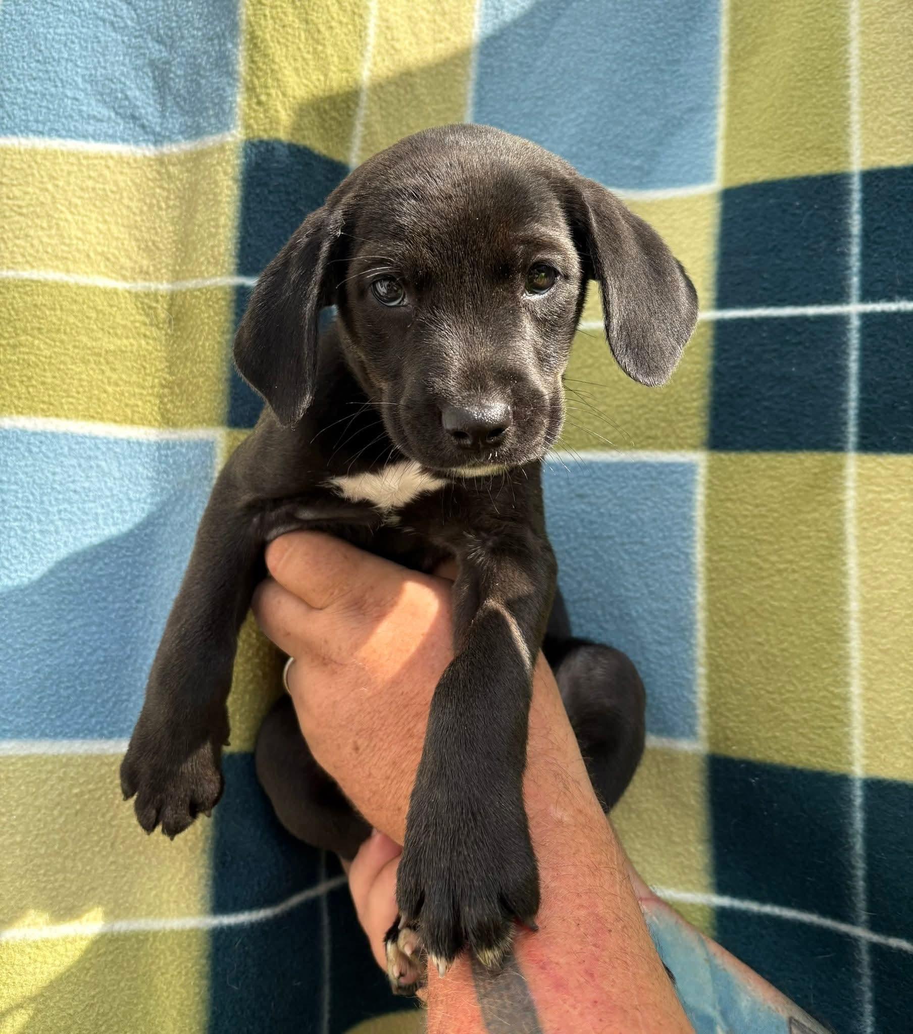 CHINA tinycauseadopt@gmail.com