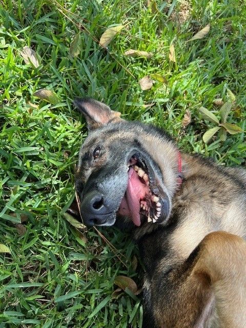 Star, Adopted, Senior Female German Shepherd Dog.