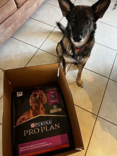 Enlarge Star, a Adopted German Shepherd Dog in Melbourne , FL image 2/6