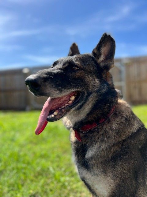 Enlarge Star, a Adopted German Shepherd Dog in Melbourne , FL image 3/6