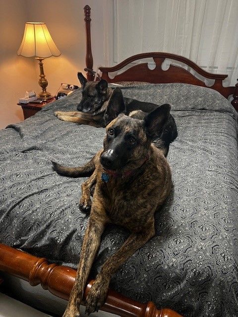 Enlarge Star, a Adopted German Shepherd Dog in Melbourne , FL image 4/6