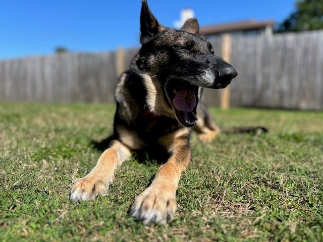 Enlarge Star, a Adopted German Shepherd Dog in Melbourne , FL image 5/6