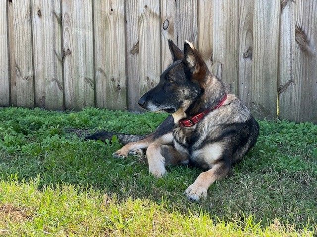 Enlarge Star, a Adopted German Shepherd Dog in Melbourne , FL image 6/6
