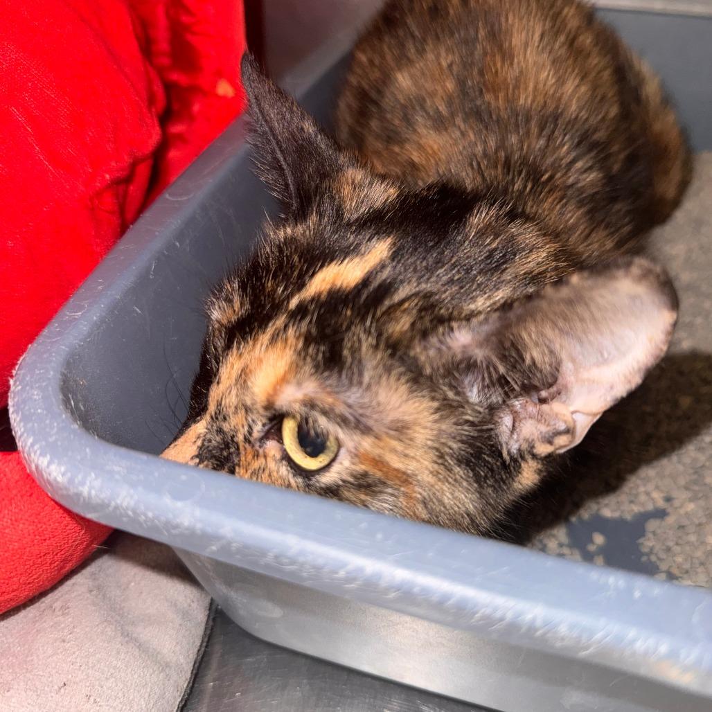 Tiny, Adoptable, Adult Female Domestic Short Hair.