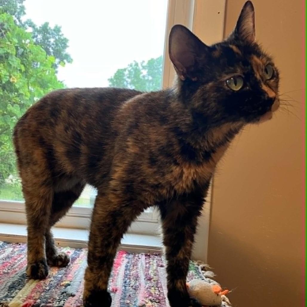 Tiny, a Adoptable Domestic Short Hair in South Haven, MI image 1/5